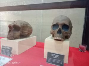 Read more about the article Jejak Purba: Penemuan Fosil Manusia yang Mengubah Sejarah